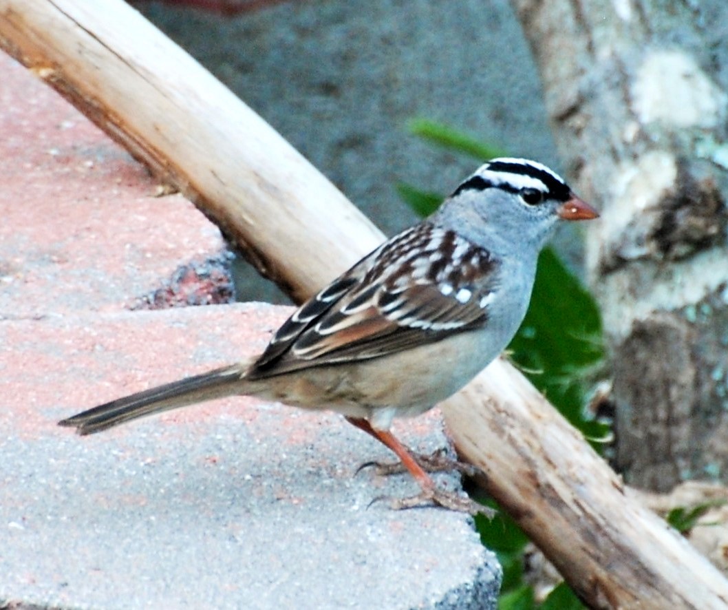 White-crowned Sparrow - ML611307364