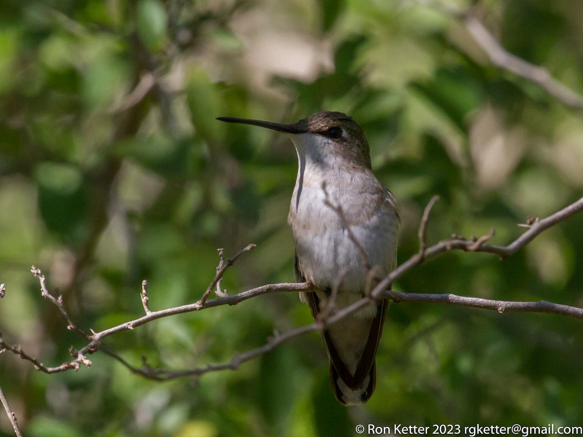 Black-chinned Hummingbird - ML611307646