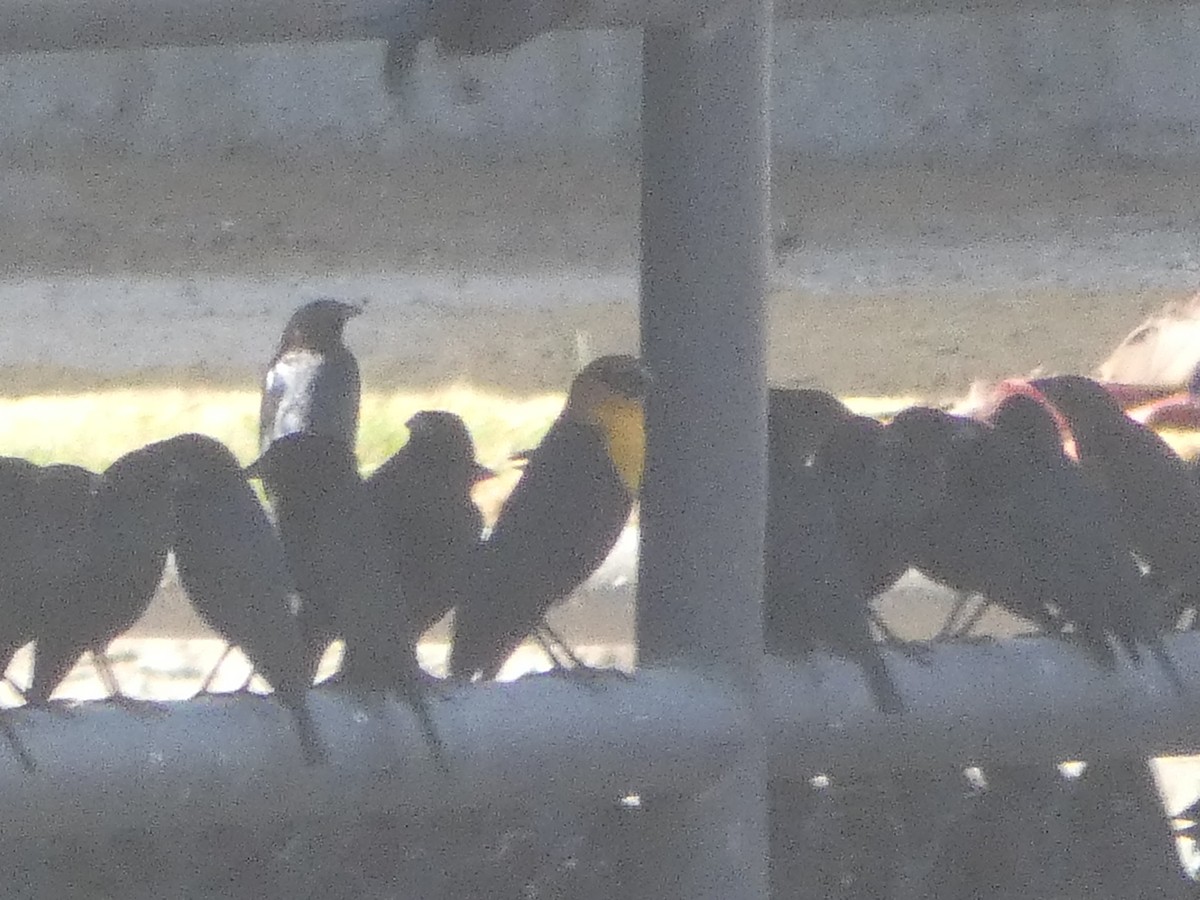Yellow-headed Blackbird - ML611308103