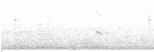 Großschwanzgrackel [mexicanus-Gruppe] - ML611308205