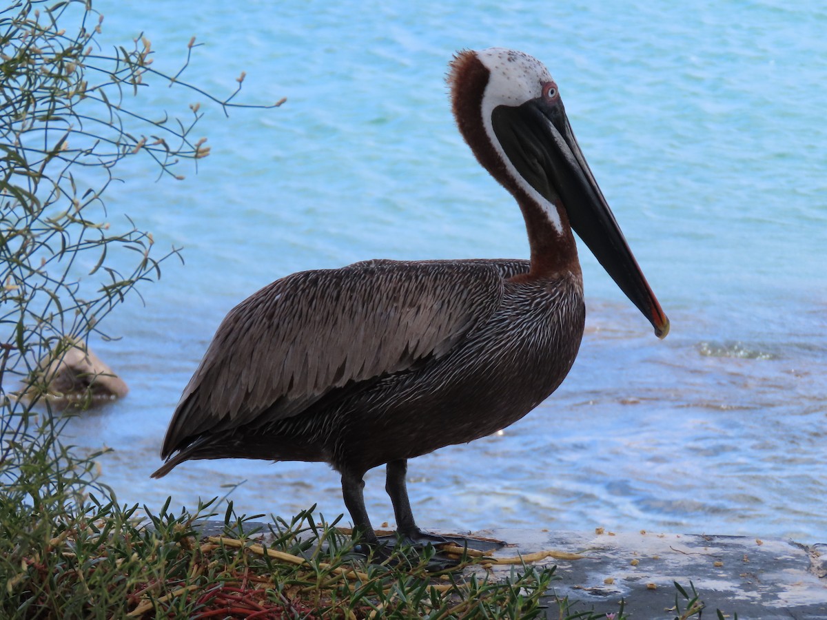 Brown Pelican (Galapagos) - John Woodman
