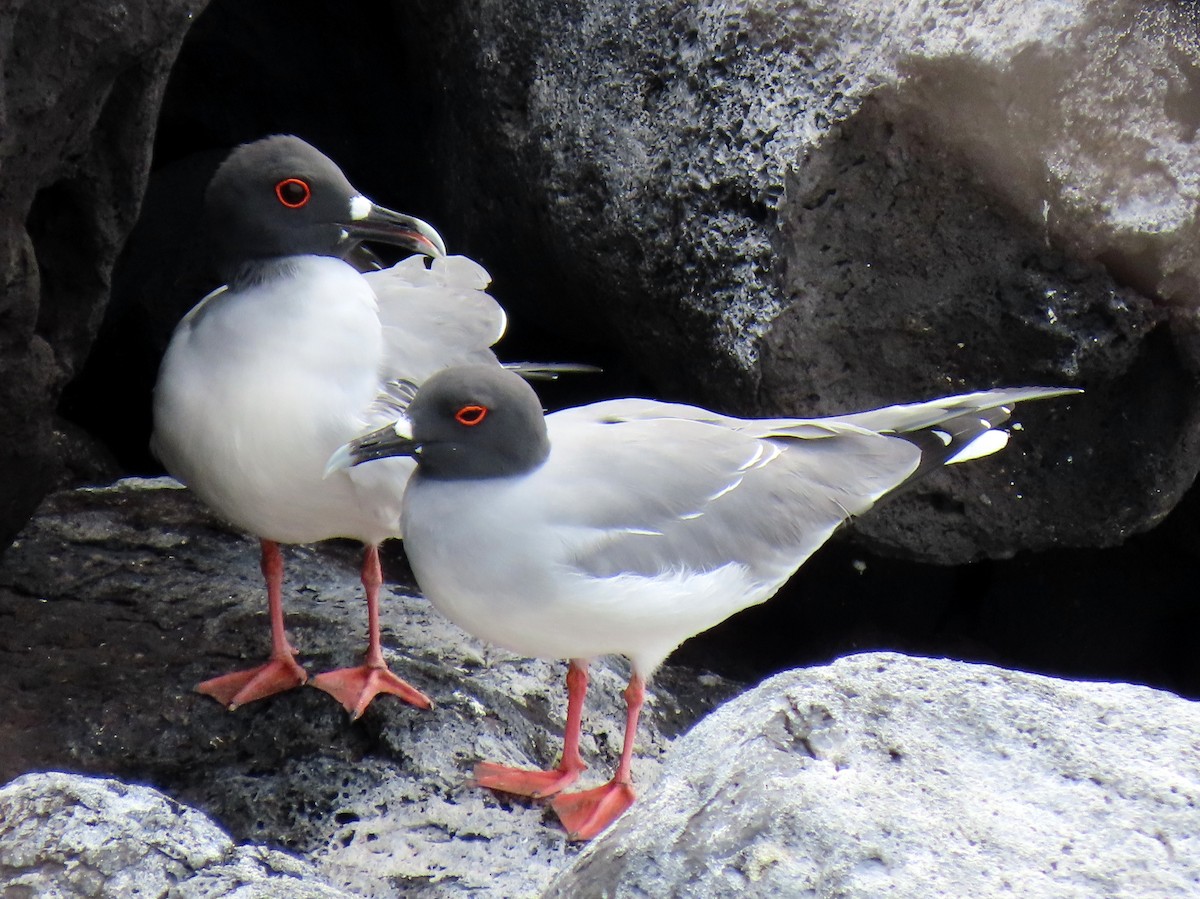 Swallow-tailed Gull - ML611308431