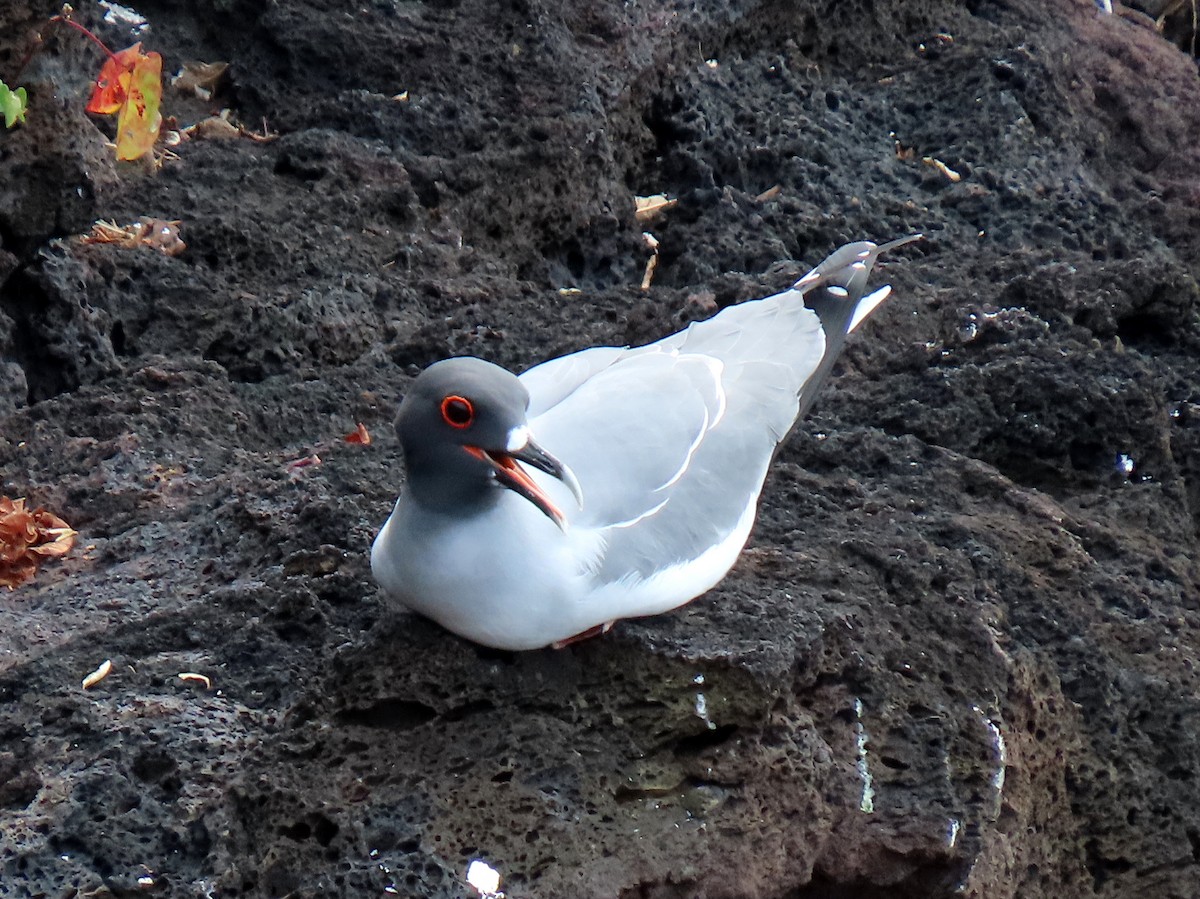 Swallow-tailed Gull - ML611308439