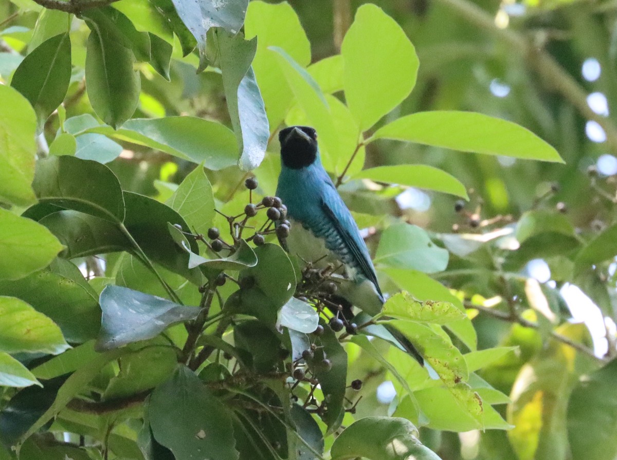 Swallow Tanager - ML611308450