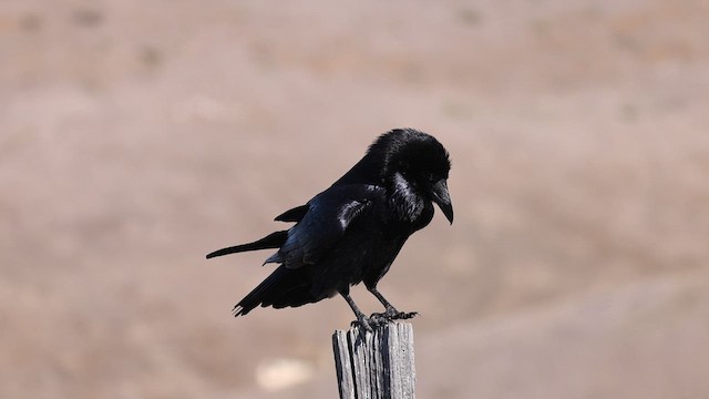 Common Raven - ML611308523