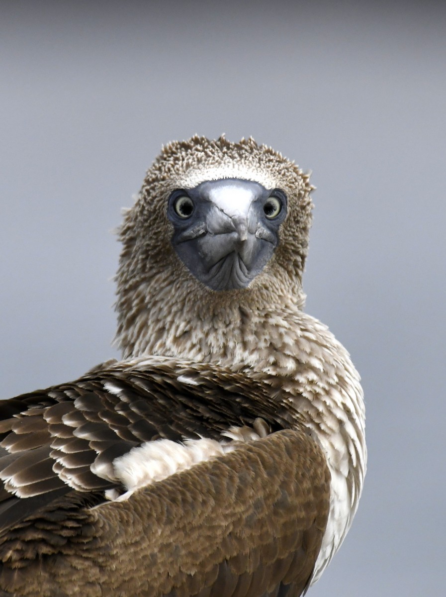 Blue-footed Booby - ML611308578