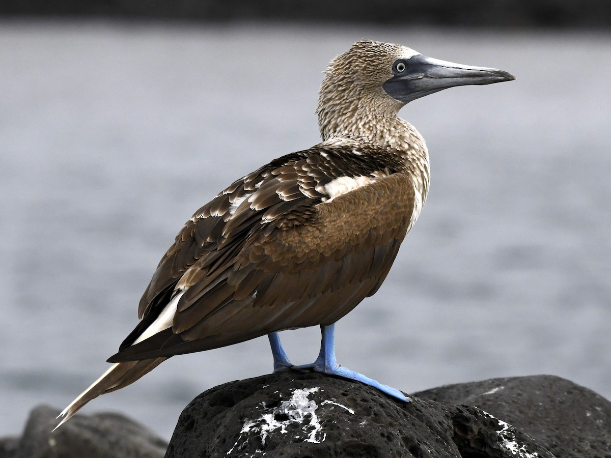 Blue-footed Booby - ML611308579