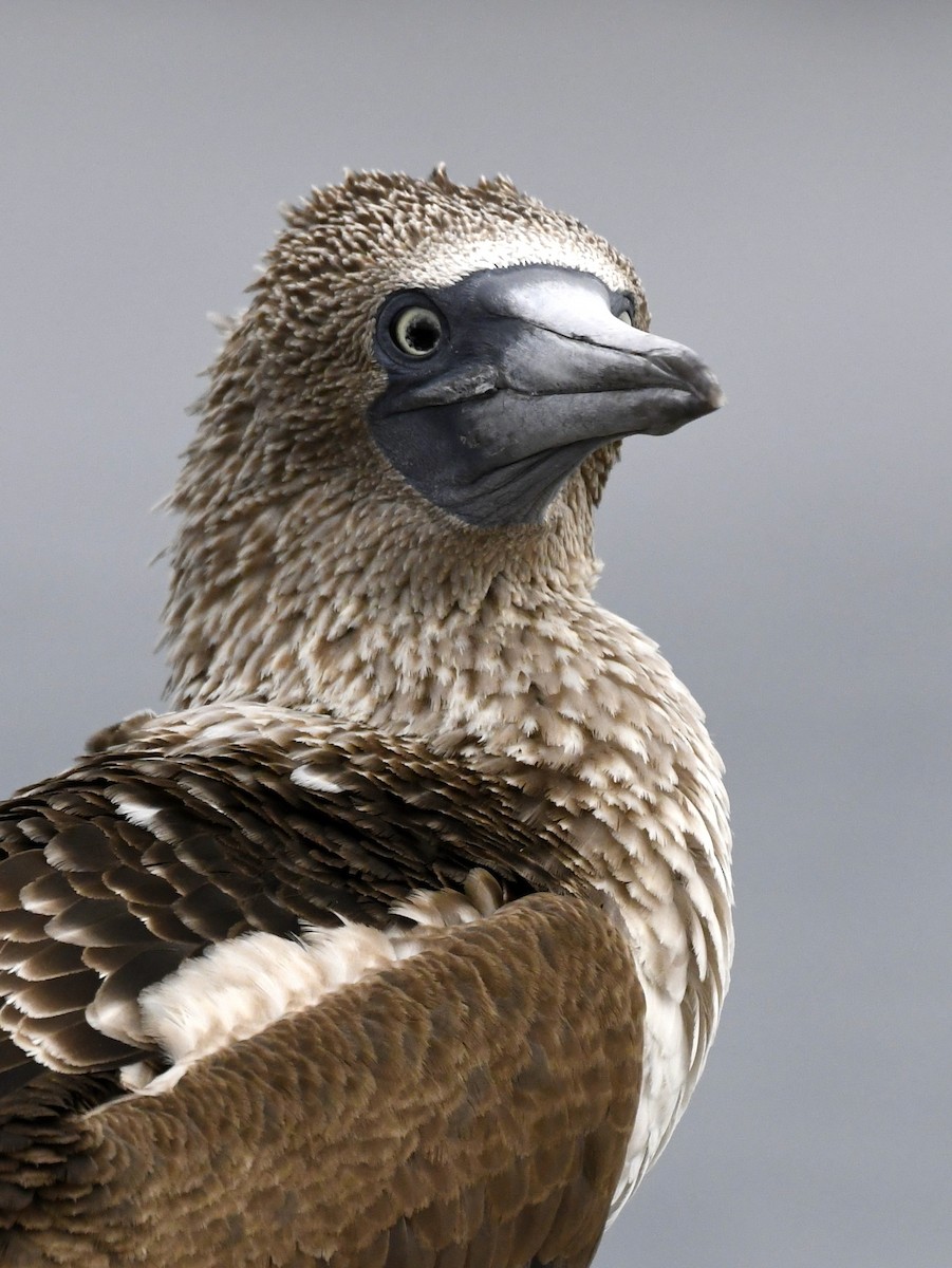 Blue-footed Booby - ML611308594