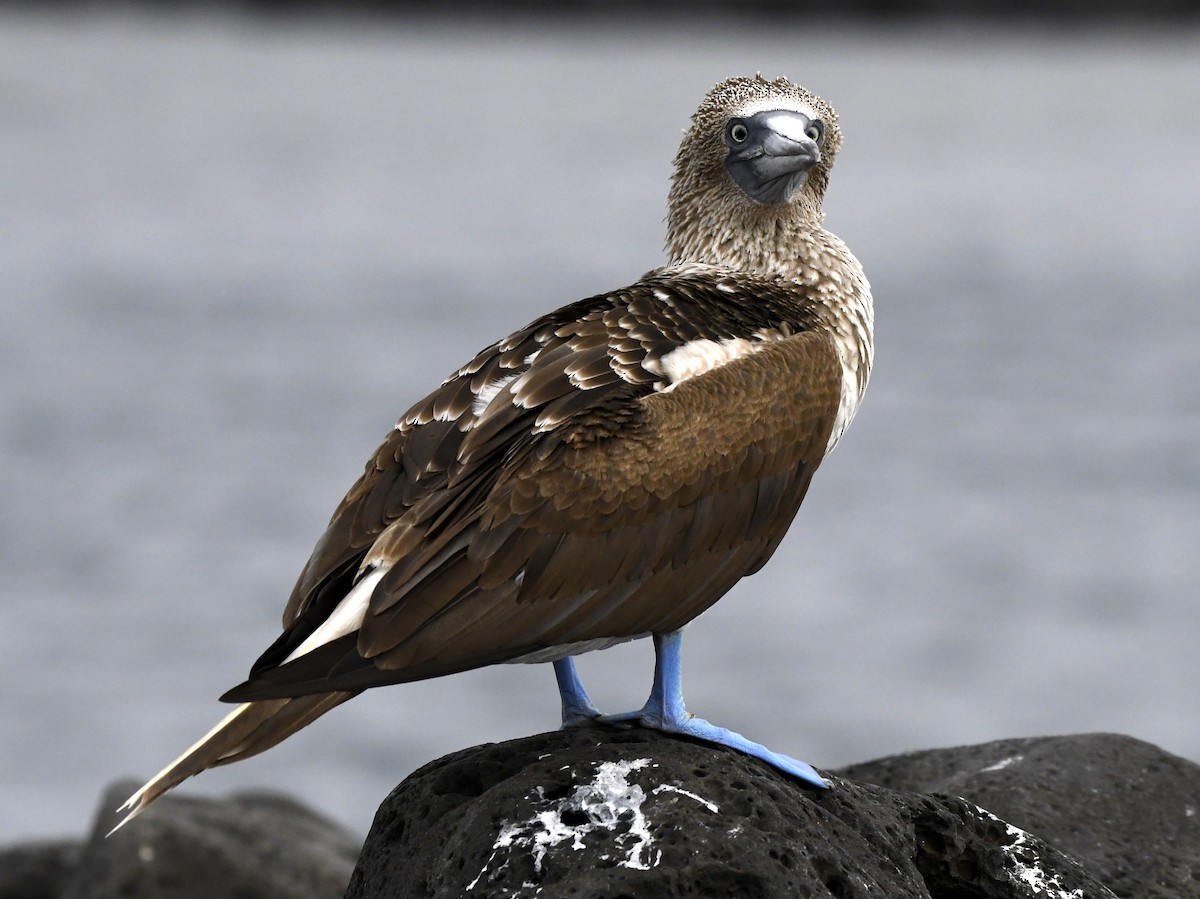 Blue-footed Booby - ML611308595