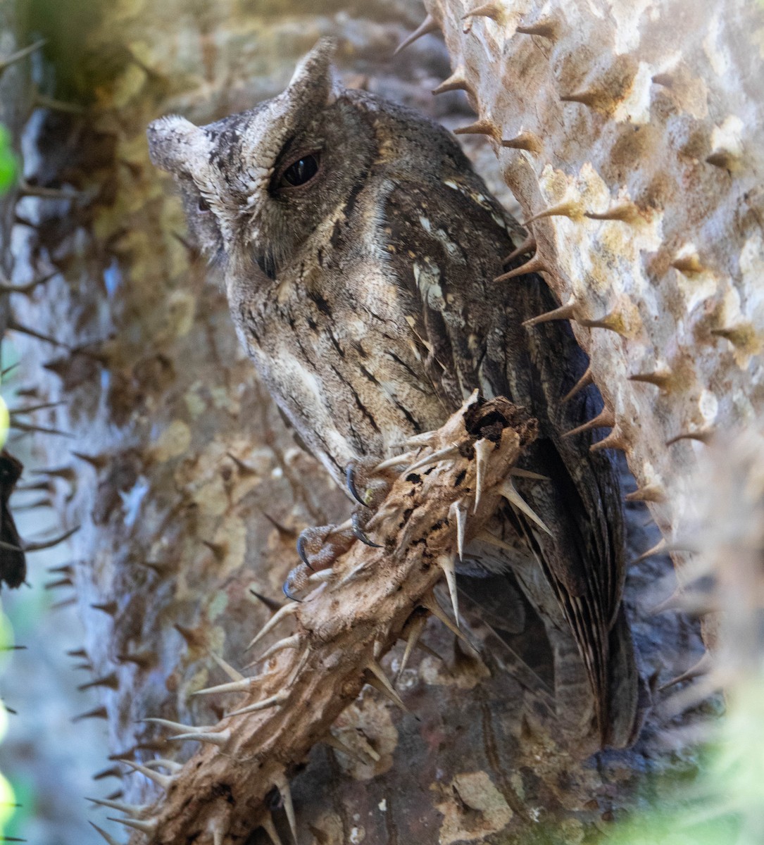 Madagascar Scops-Owl (Torotoroka) - David Houle