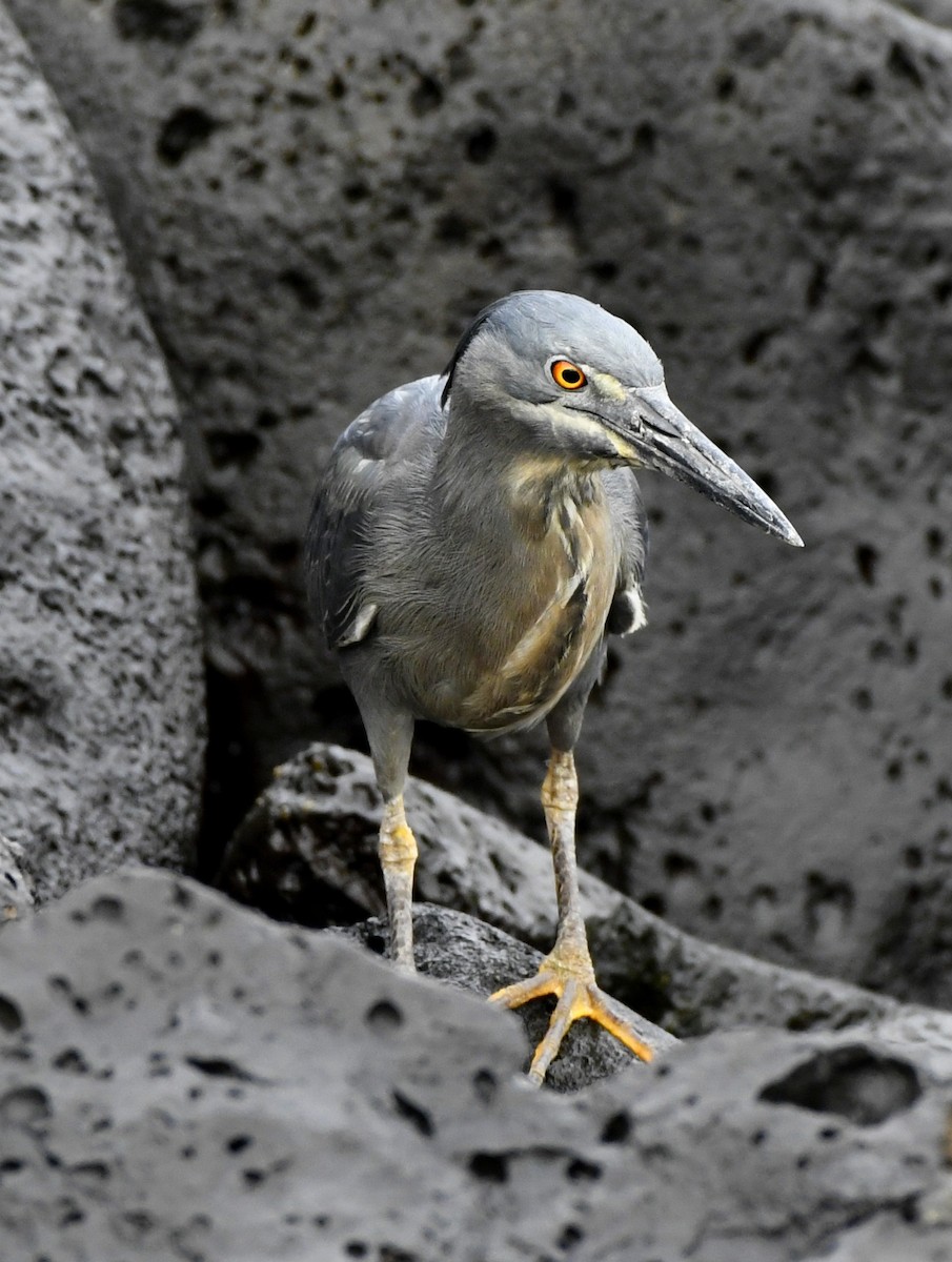 Striated Heron (Galapagos) - ML611308892