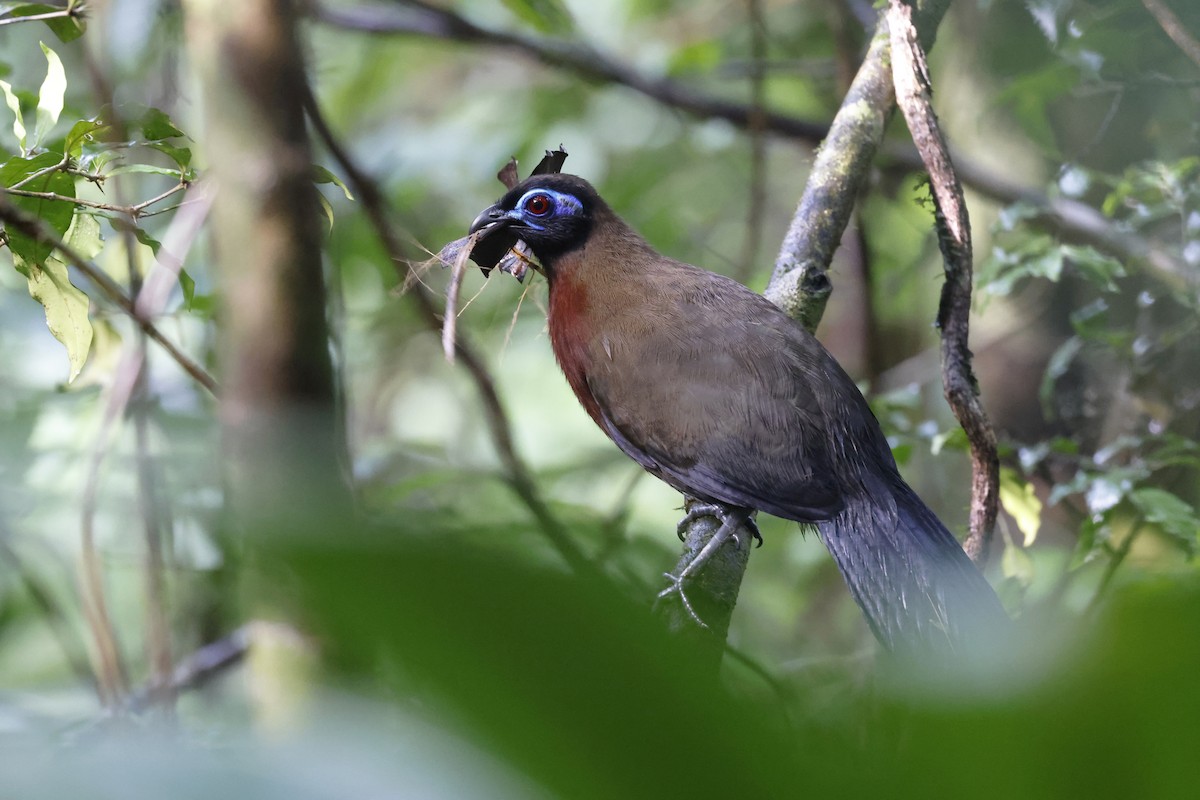 Red-breasted Coua - ML611309407
