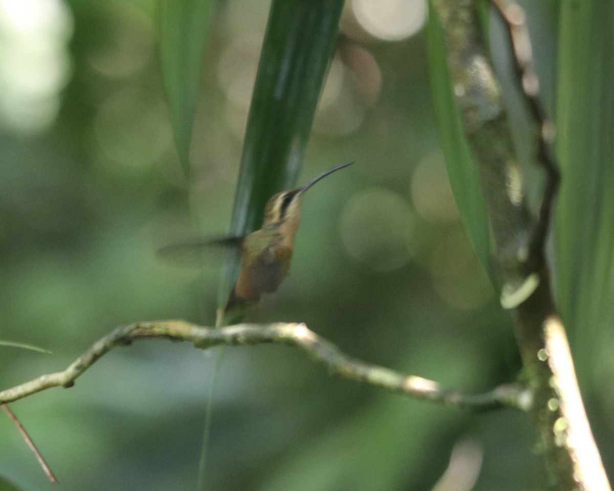 kolibřík malý - ML611309964