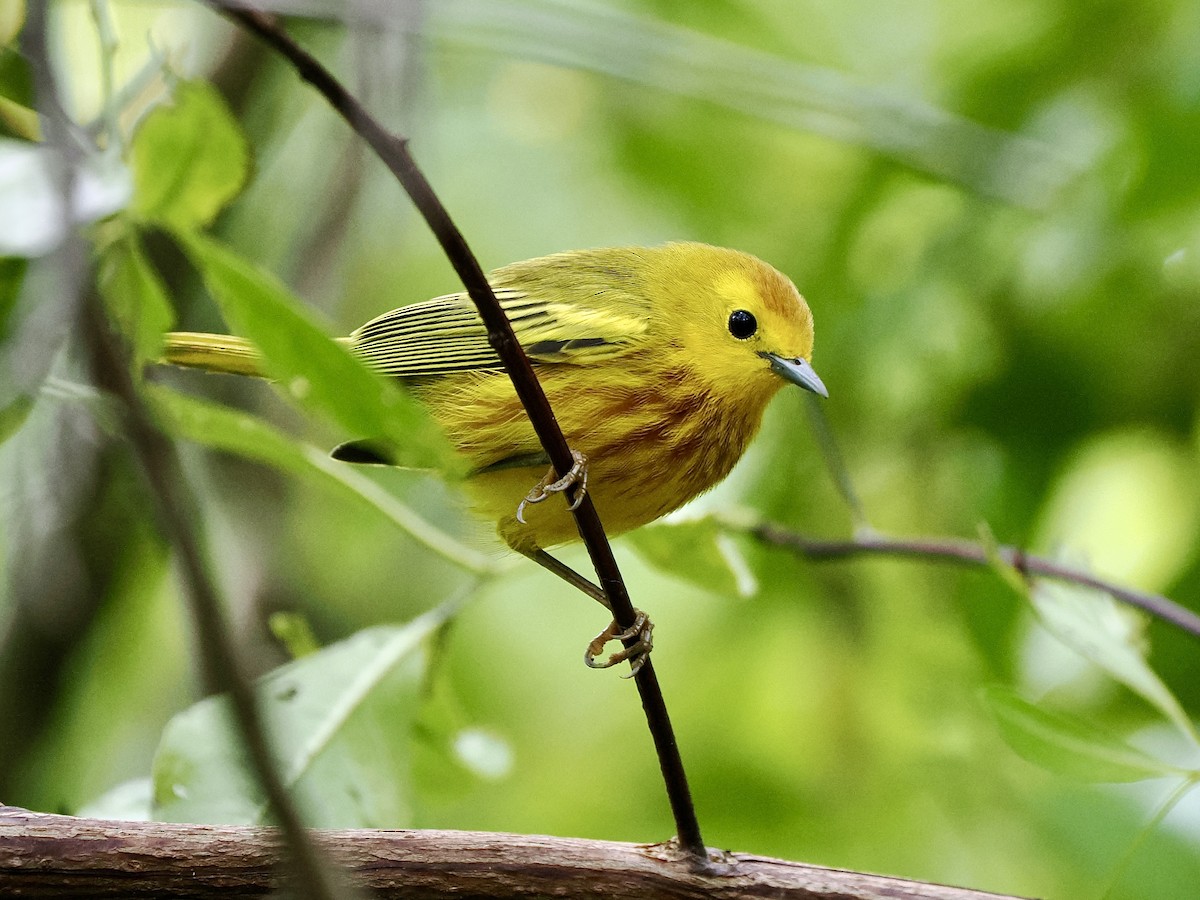 Yellow Warbler (Golden) - ML611310218