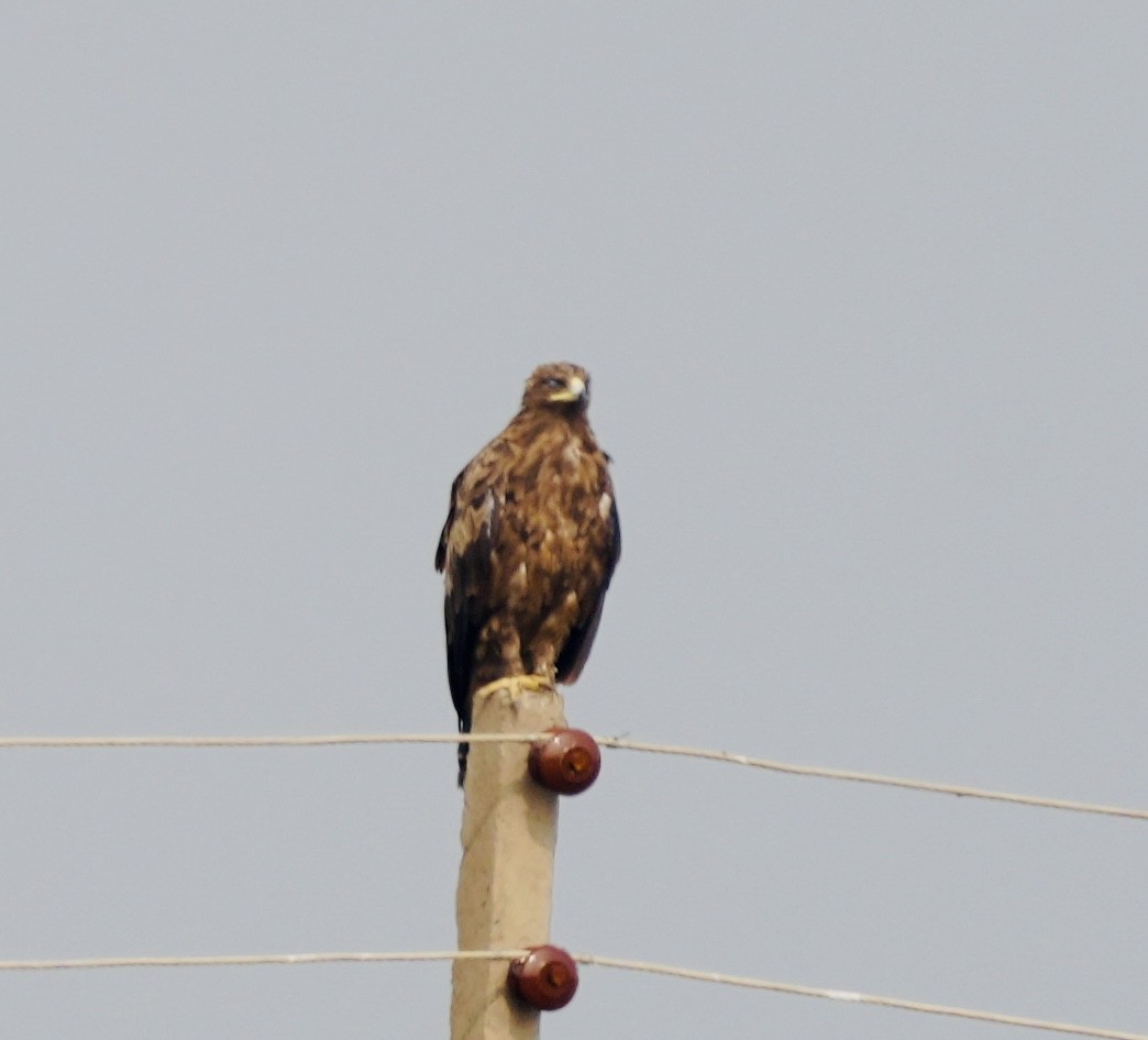 Greater Spotted Eagle - ML611310404
