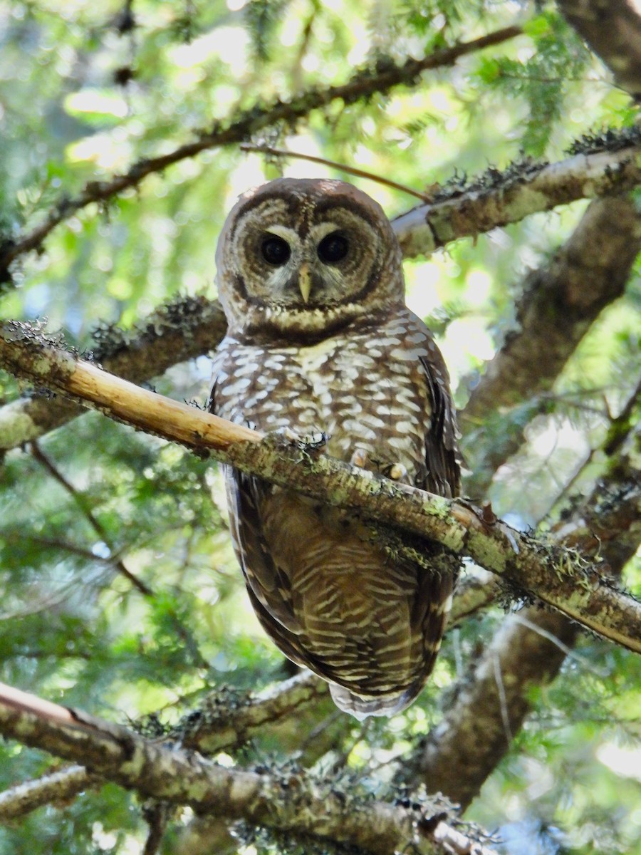 Spotted Owl (California) - ML611310413
