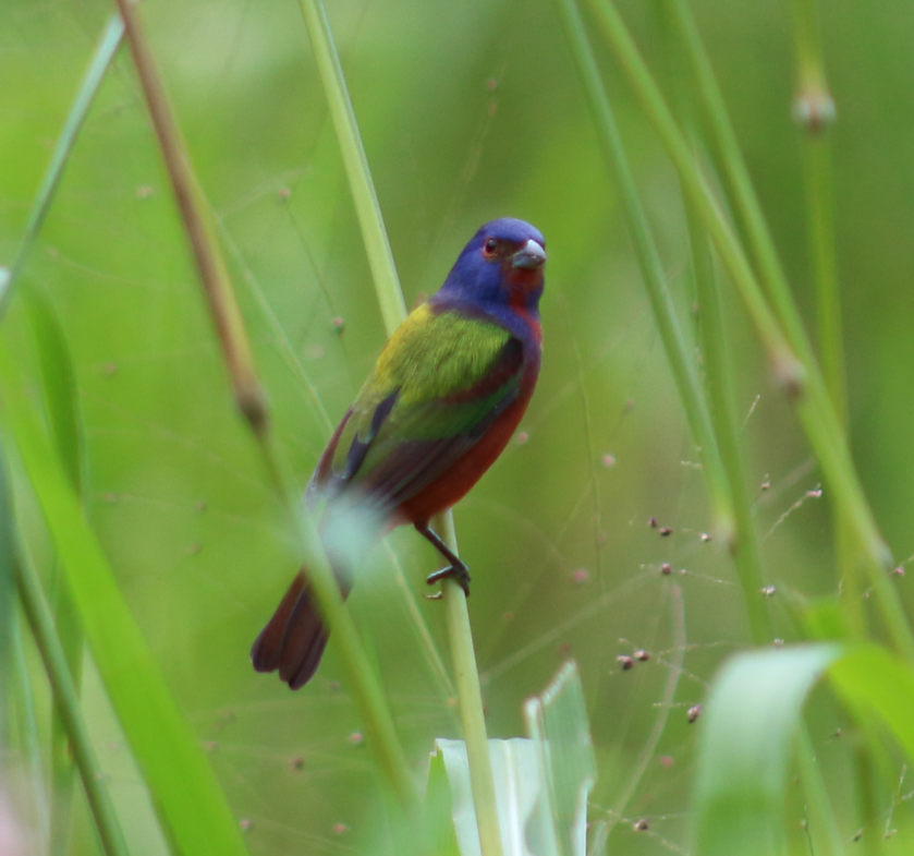 Painted Bunting - ML611310628