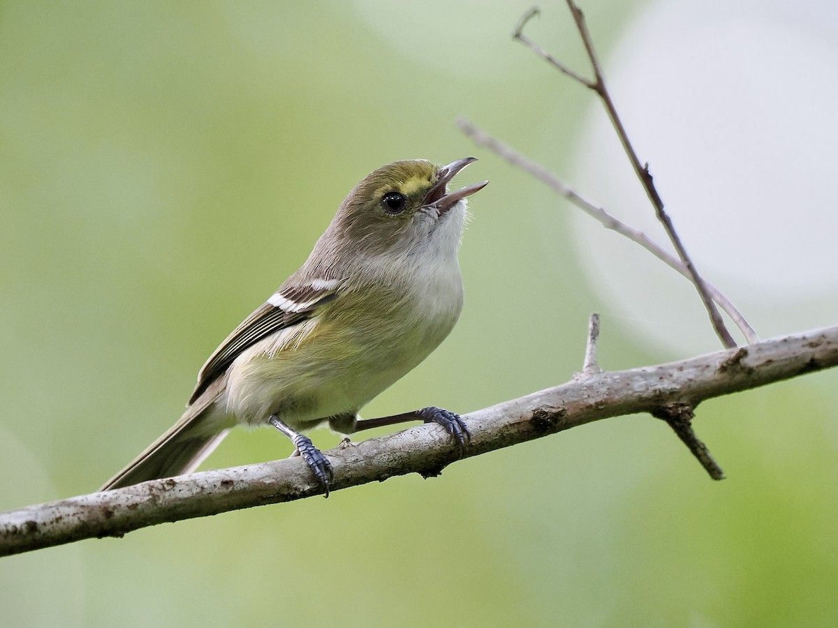 San Andres Vireo - Gabriel Willow