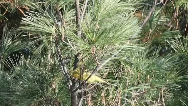 Western Tanager - ML611310729