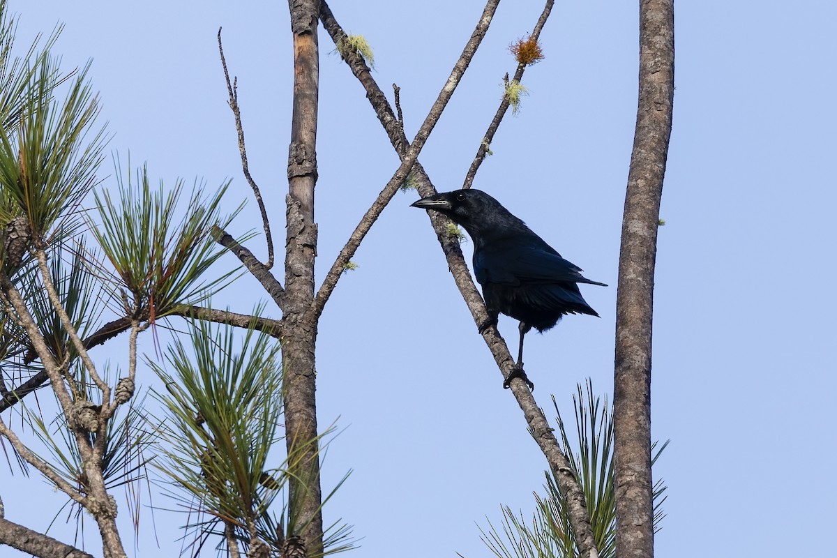 Hispaniolan Palm-Crow - ML611310866
