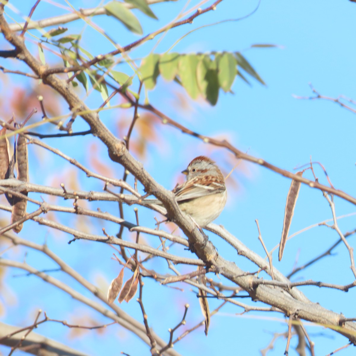 American Tree Sparrow - ML611311287