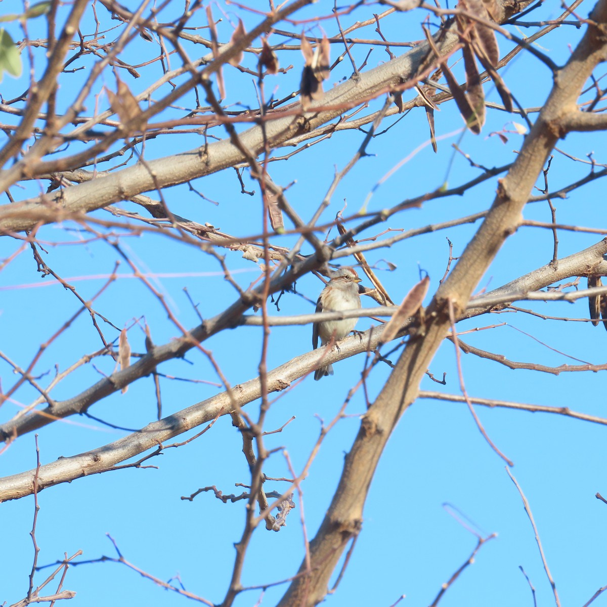 American Tree Sparrow - ML611311290