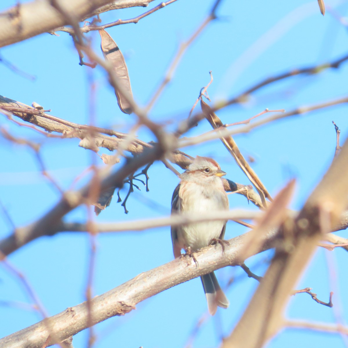 American Tree Sparrow - ML611311291