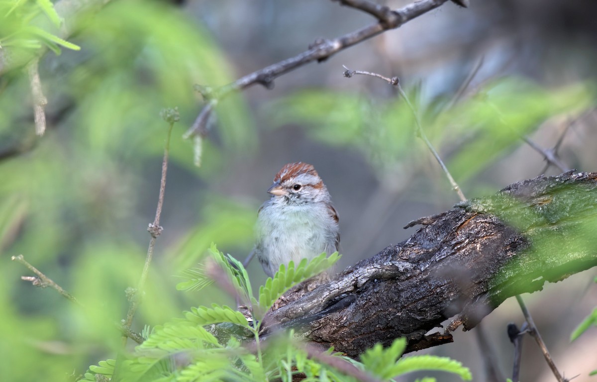 Rufous-winged Sparrow - ML611311479