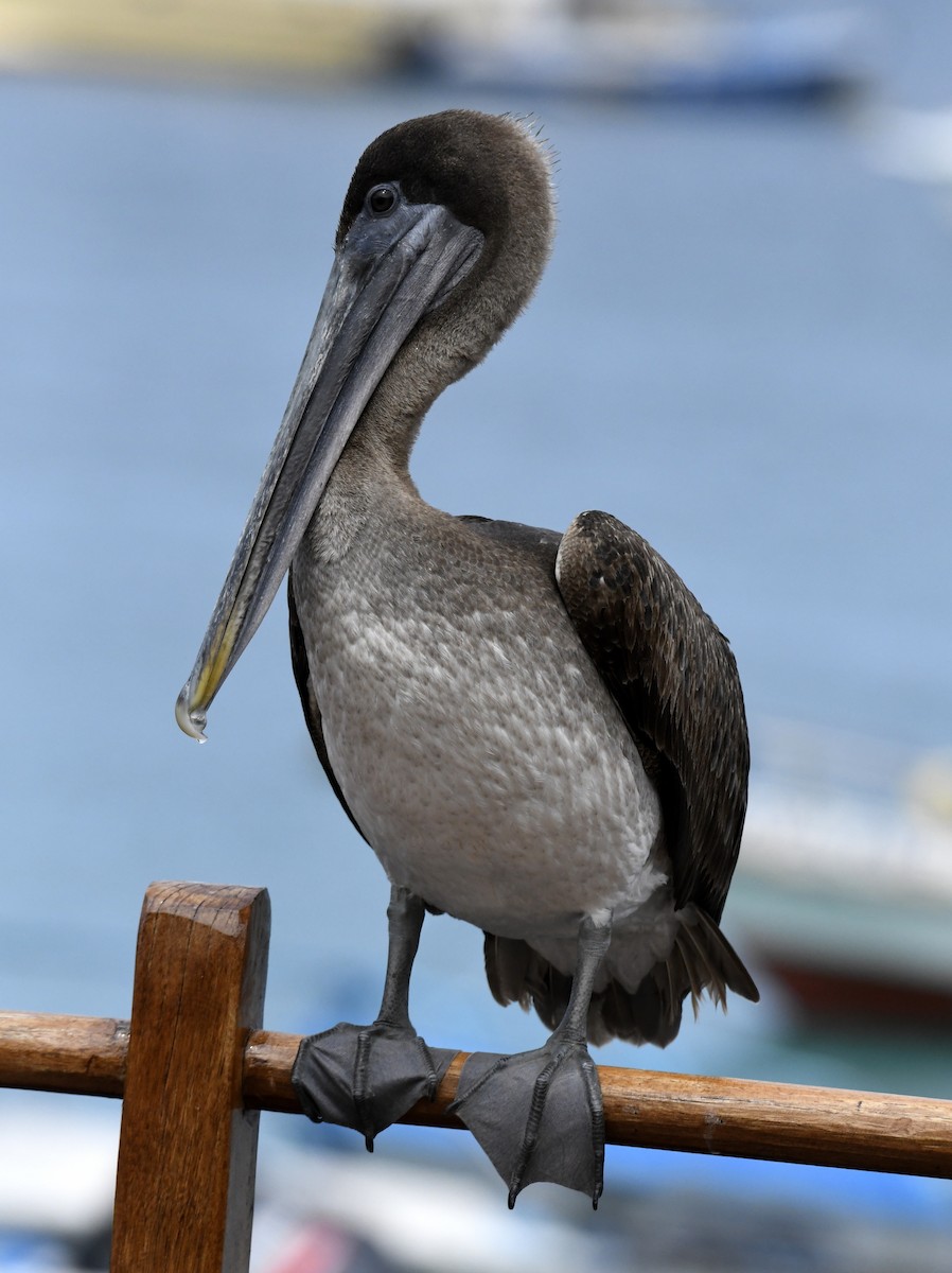 Brown Pelican (Galapagos) - ML611311604