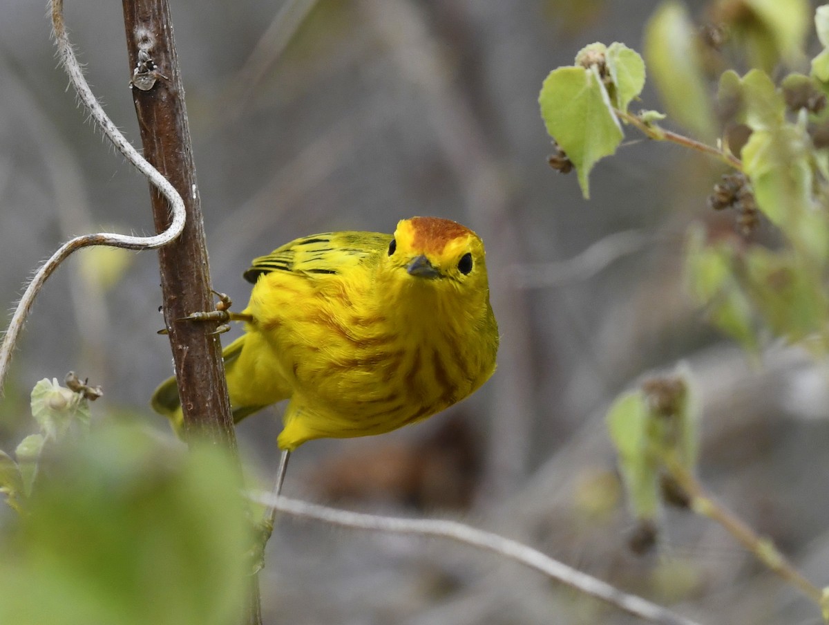 Yellow Warbler (Galapagos) - ML611311664