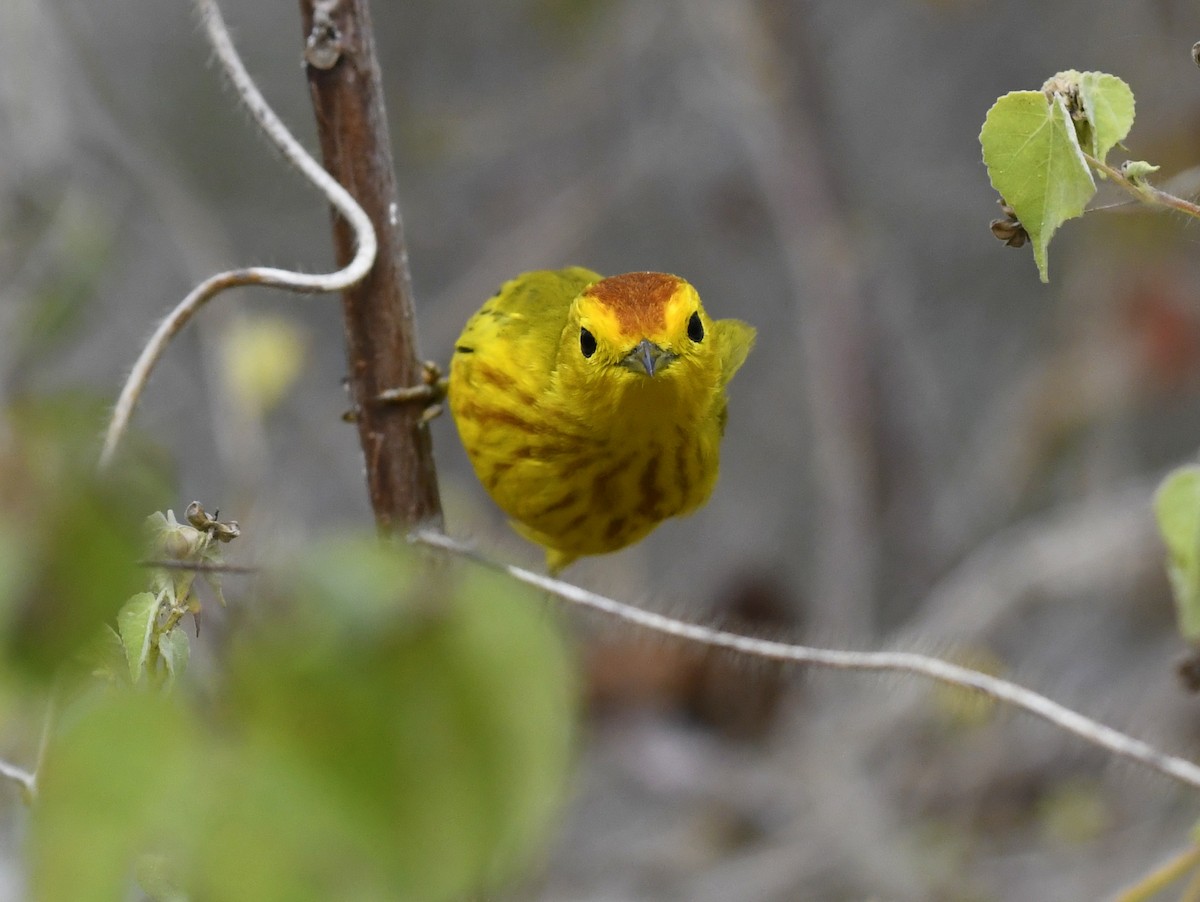 Yellow Warbler (Galapagos) - ML611311665