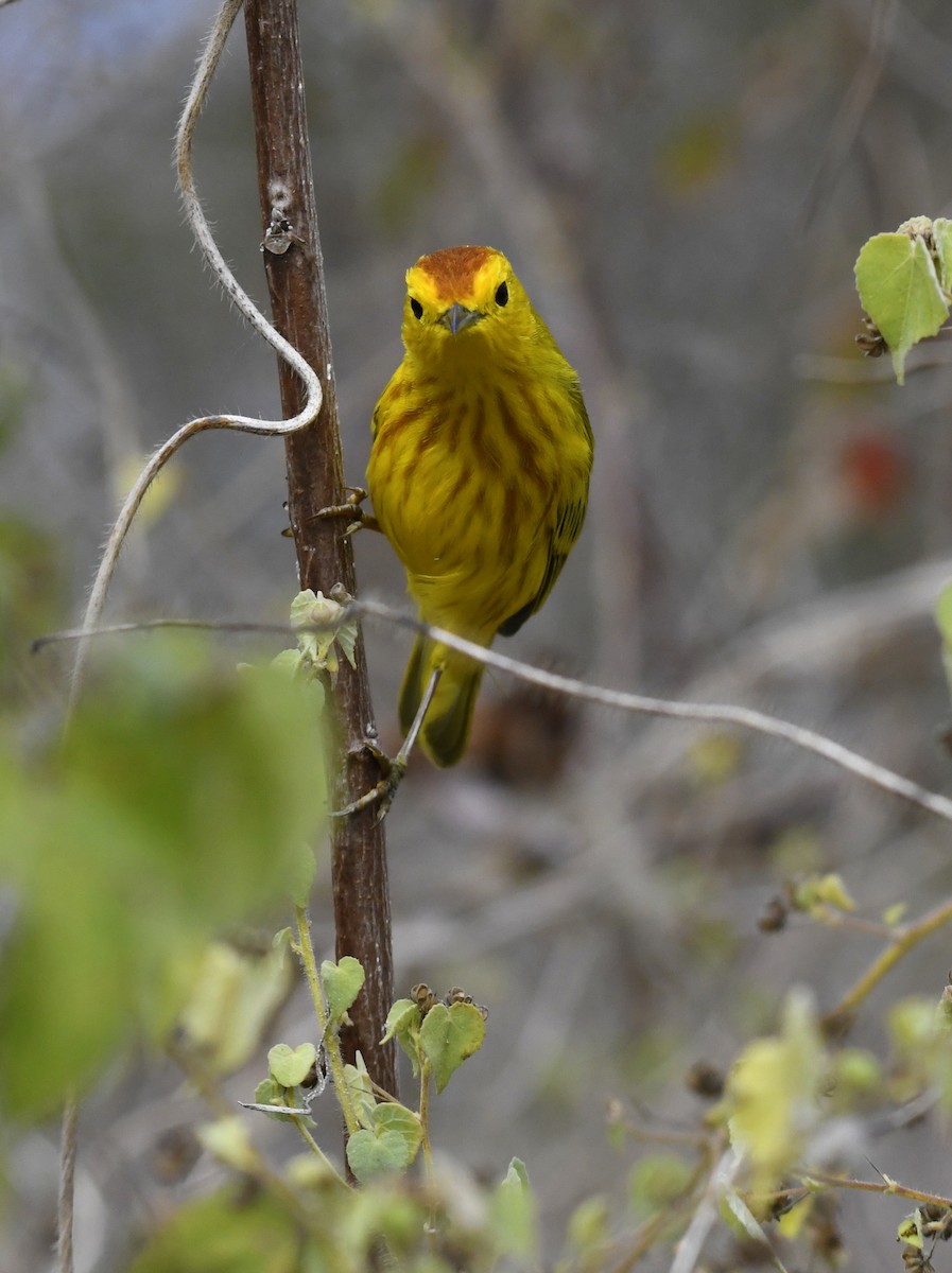 Yellow Warbler (Galapagos) - ML611311666