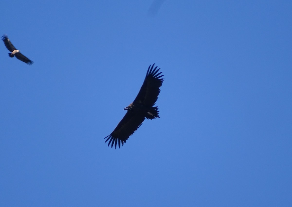 Cinereous Vulture - ML611311833