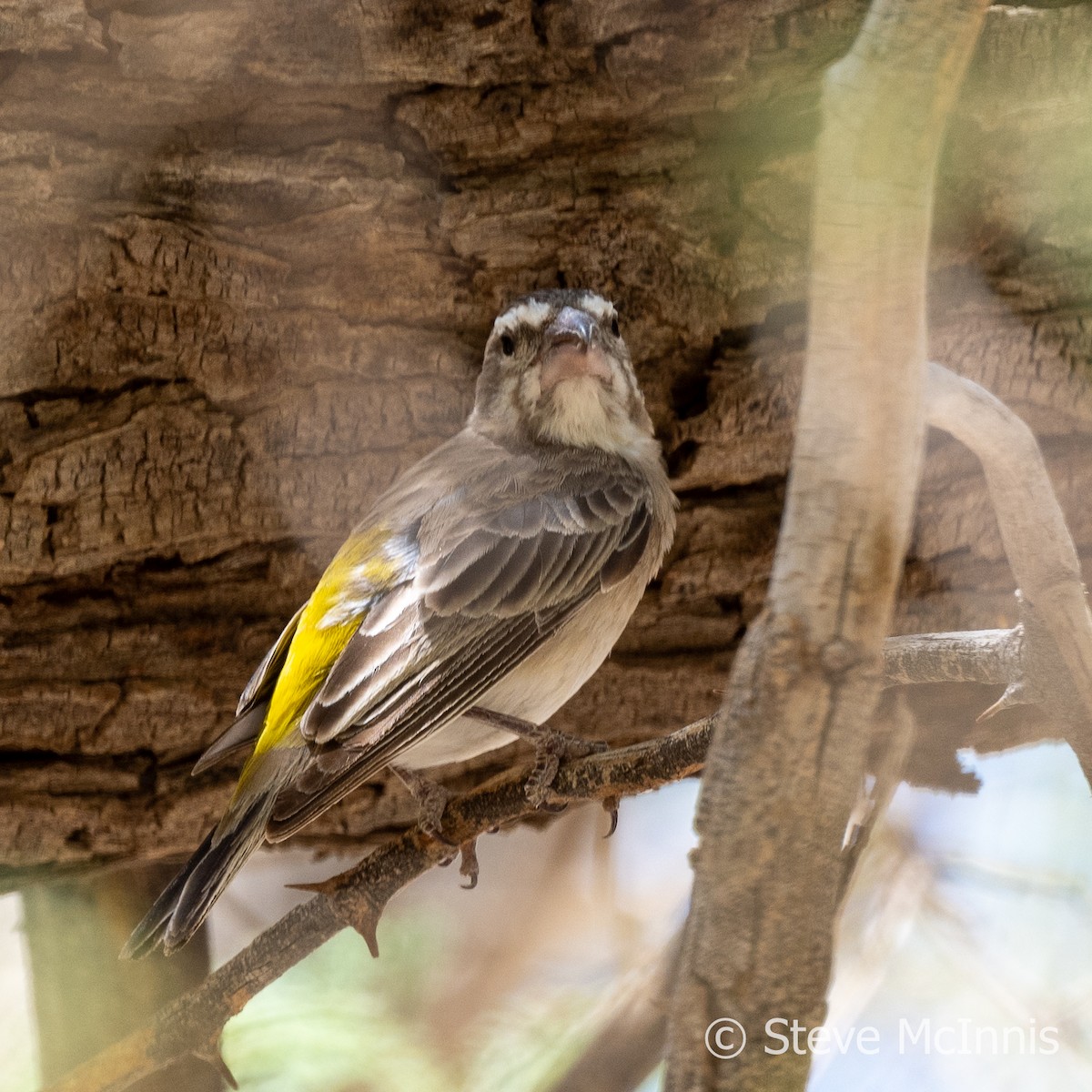 White-throated Canary - ML611312198