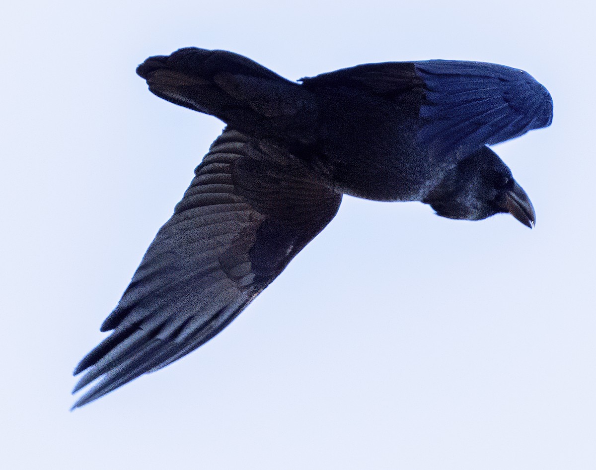 Common Raven - ML611312342