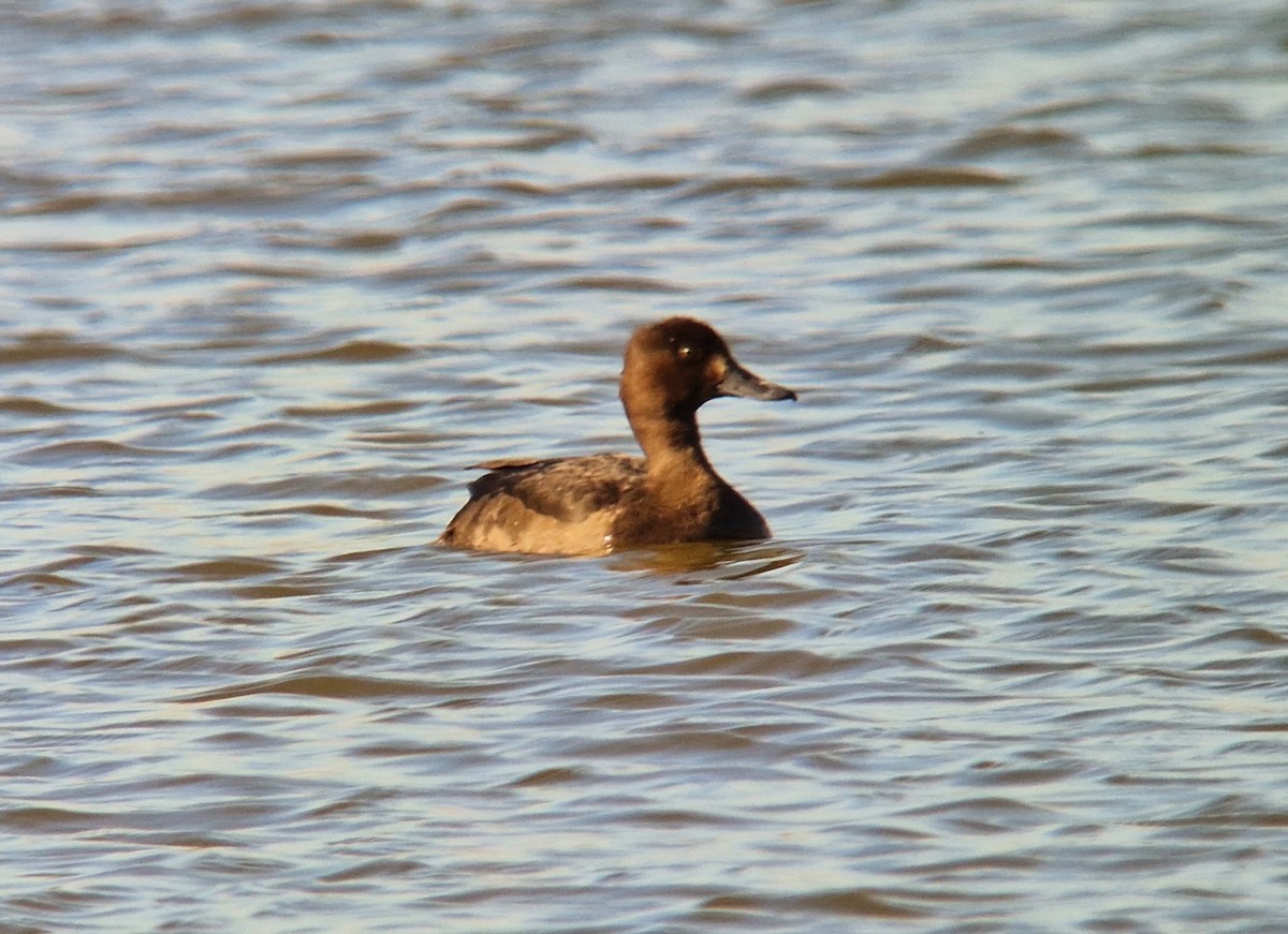 Tufted Duck - ML611312434