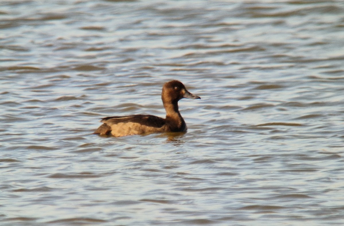 Tufted Duck - ML611312435
