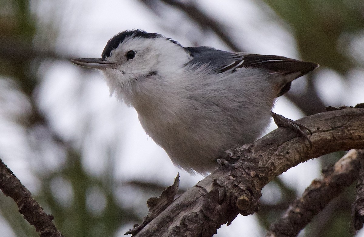 White-breasted Nuthatch - Trey Rogers