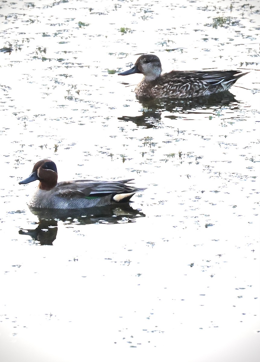 Green-winged Teal - ML611312485