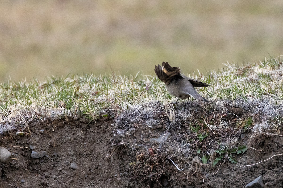 Buff-winged Cinclodes - ML611312683