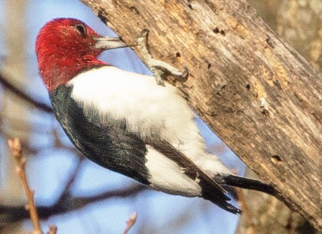 Red-headed Woodpecker - Scott Young