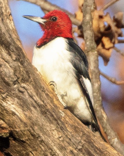 Red-headed Woodpecker - Scott Young
