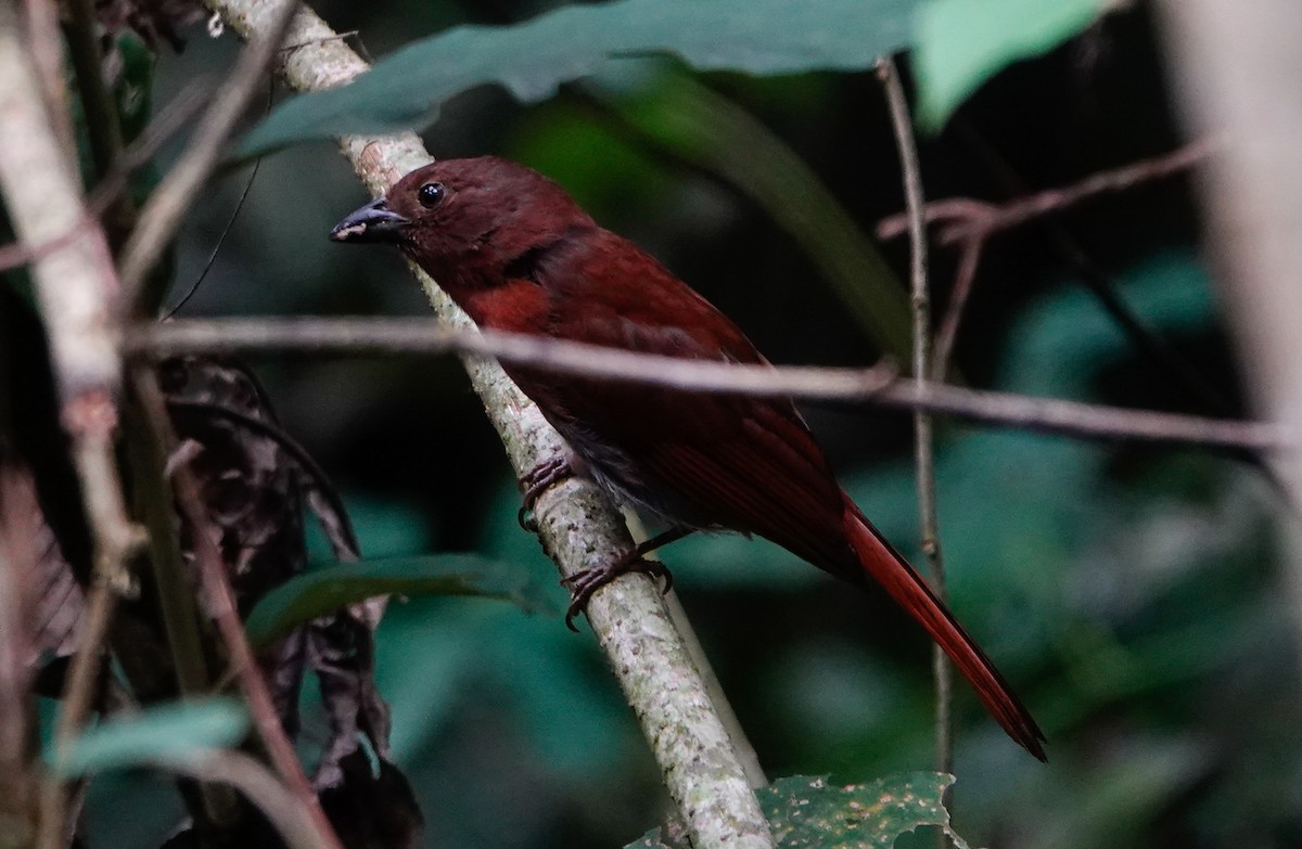 Red-crowned Ant-Tanager - ML611313458