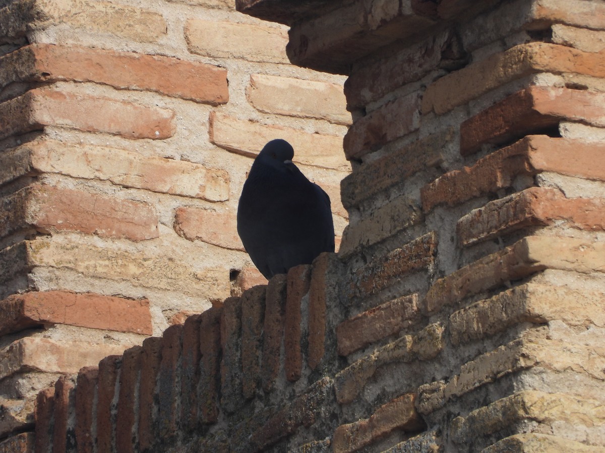 Pigeon biset (forme domestique) - ML611314167