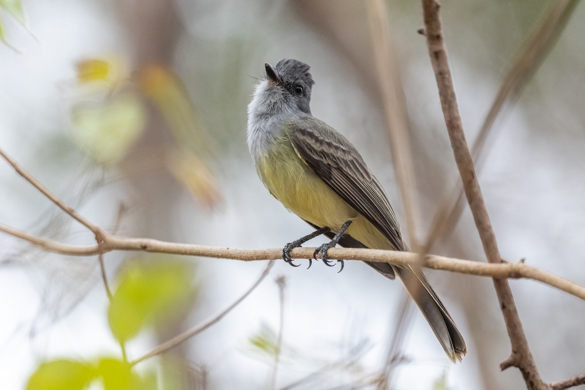 Sooty-crowned Flycatcher - ML611314582