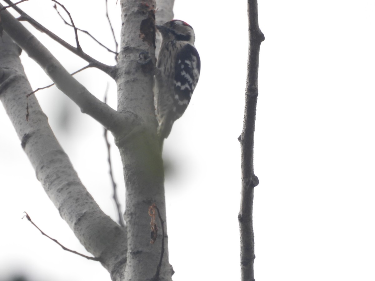 Lesser Spotted Woodpecker - ML611314772