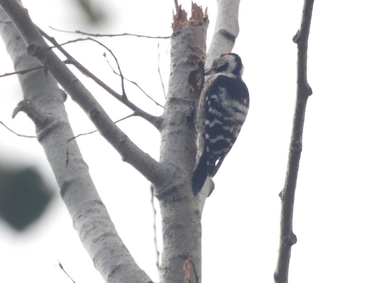 Lesser Spotted Woodpecker - ML611314773