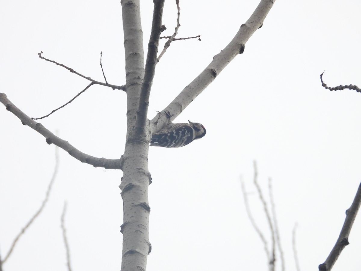 Lesser Spotted Woodpecker - ML611314776