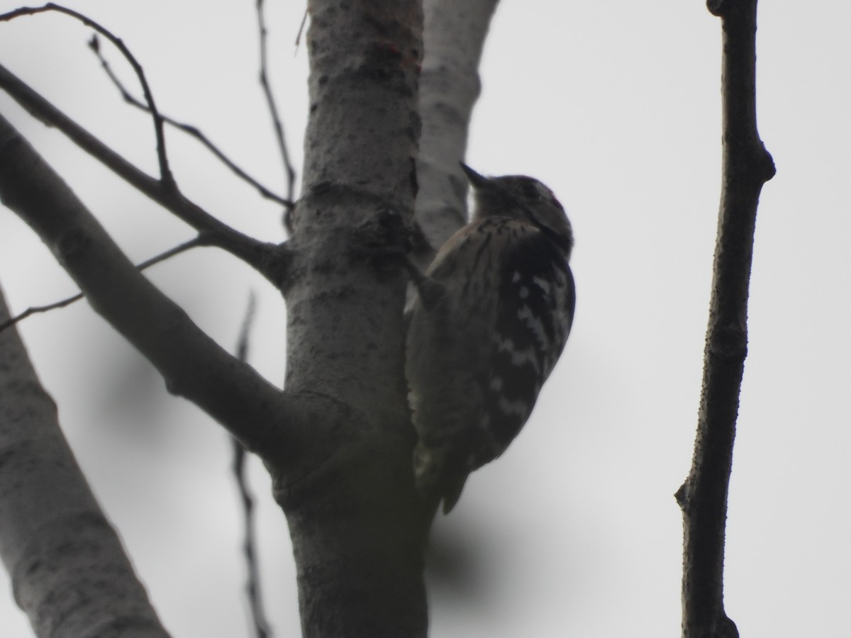 Lesser Spotted Woodpecker - ML611314777