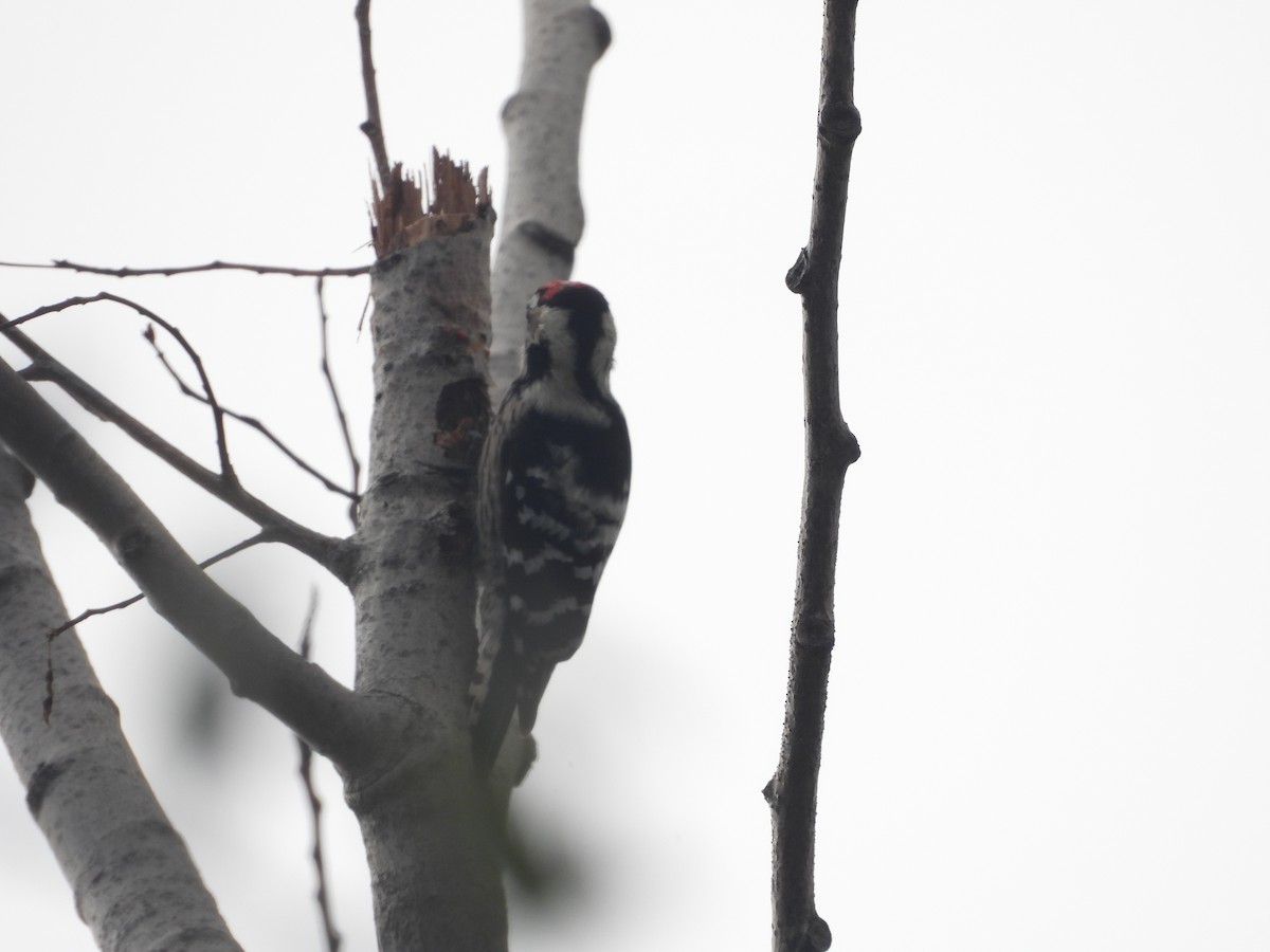 Lesser Spotted Woodpecker - ML611314778